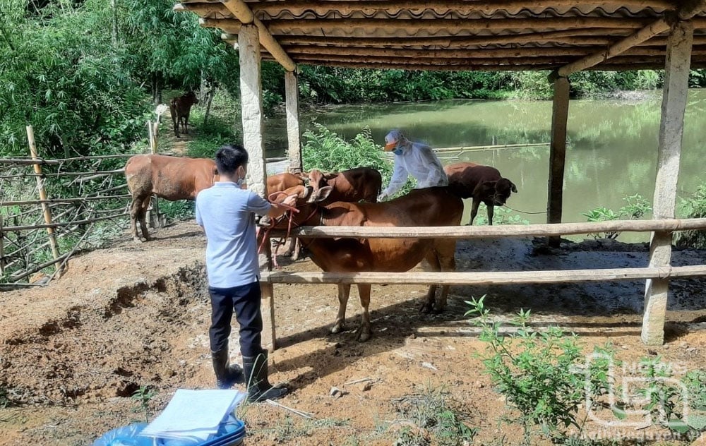 Cán bộ thú y tỉnh lấy mẫu xét nghiệm nhằm phát hiện sớm và phòng, chống dịch bệnh cho đàn bò tại huyện Võ Nhai.