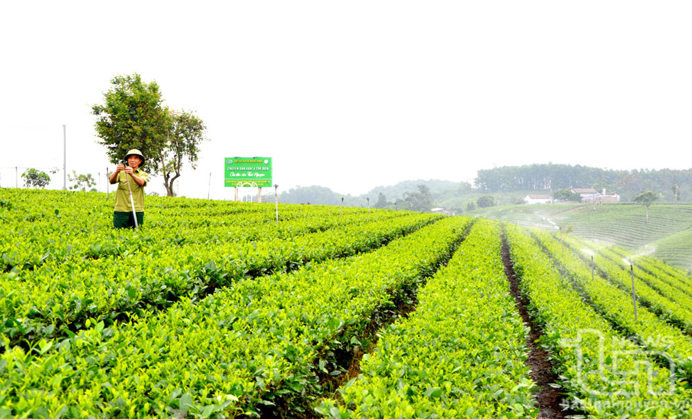 Toàn bộ diện tích chè ở xóm Cầu Đá, xã Hoàng Nông, Đại Từ, được người dân lắp đặt hệ thống tưới tiết kiệm nước nhằm giảm chi phí, công lao động và nâng cao năng suất, chất lượng sản phẩm chè. Ảnh: Việt Hùng