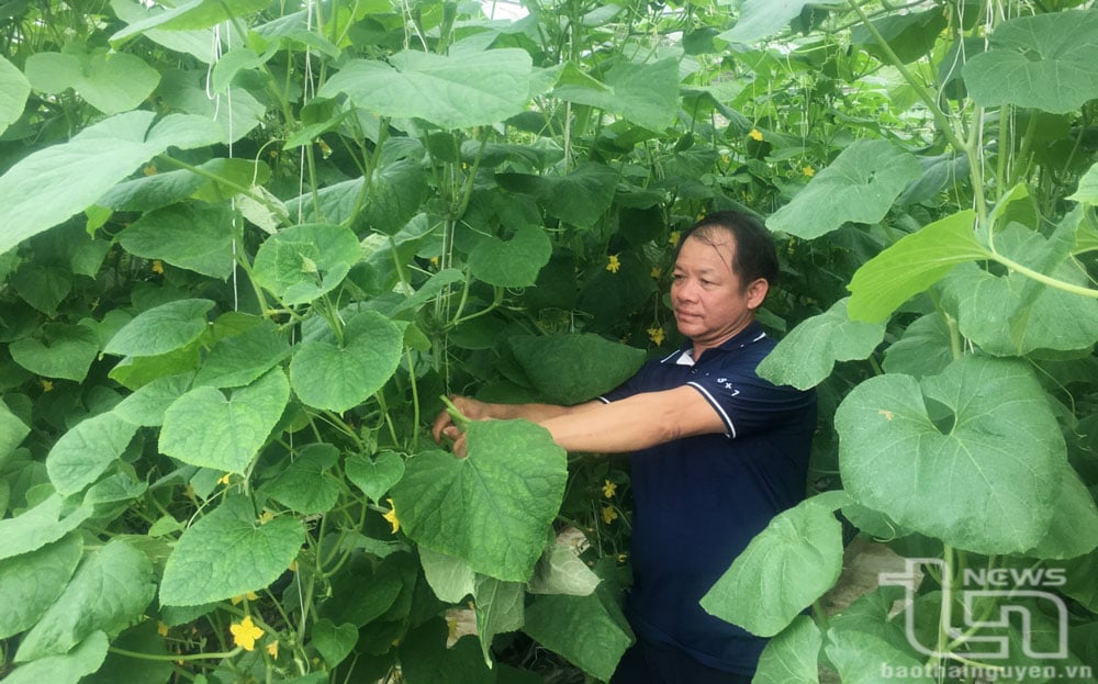 Sản xuất rau, quả công nghệ cao (nhà màng, nhà lưới) để tạo ra sản phẩm an toàn tại HTX Chăn nuôi xanh (TP. Sông Công) là xu hướng tất yếu, góp phần duy trì đà tăng trưởng nông, lâm nghiệp.