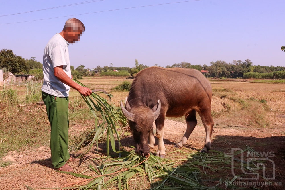 Ông Đào Văn Miên, ở xóm La Lẻ, xã Tân Thành (Phú Bình) vay 100 triệu đồng theo Quyết định 22 để đầu tư chăn nuôi, gây dựng lại cuộc sống.