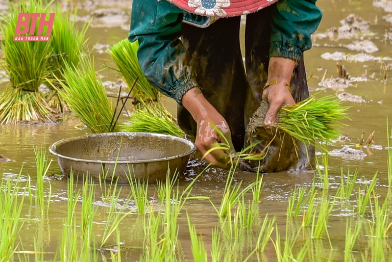 Đi cấy trên nương miền biên viễn xứ Thanh