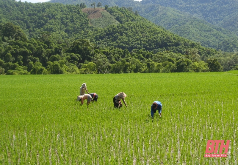 Thực hiện các biện pháp phòng trừ sâu bệnh hại lúa vụ mùa