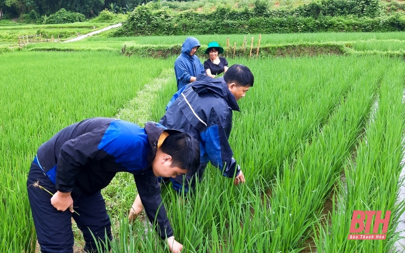 Xuất hiện bệnh nguy hiểm trên cây lúa ở huyện Bá Thước