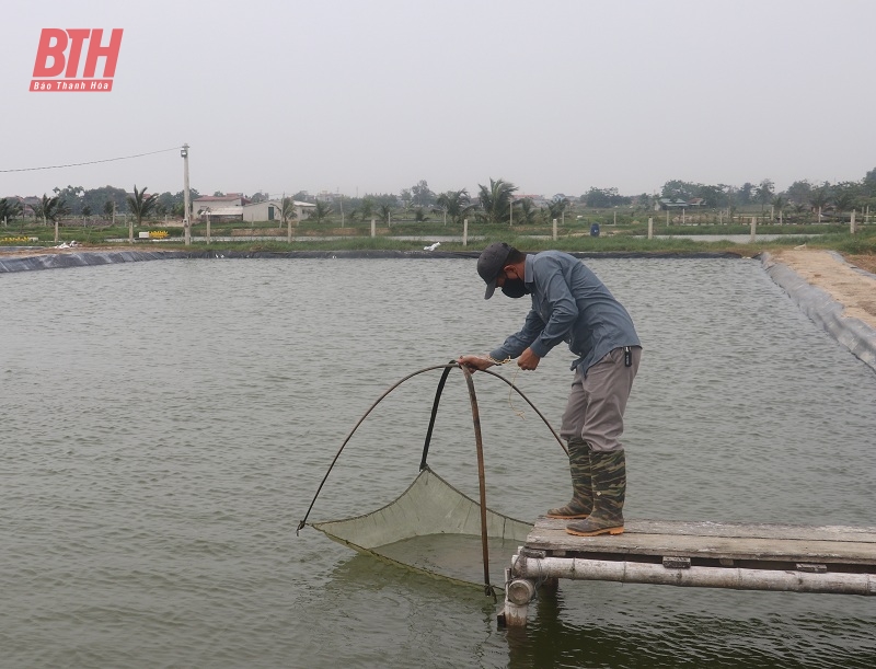 Tăng cường chỉ đạo nuôi trồng thủy sản bảo đảm kế hoạch tăng trưởng