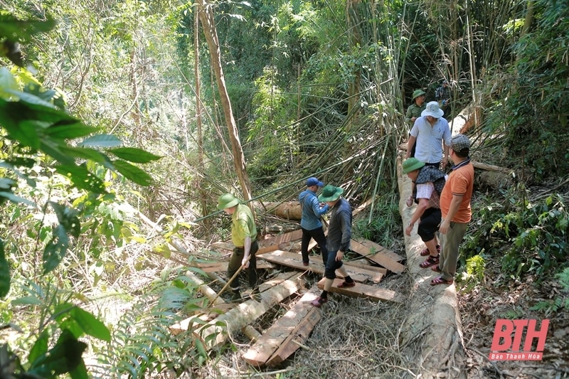 Kết quả kiểm tra, xác minh thông tin phản ánh về khai thác gỗ trái pháp luật tại Như Xuân