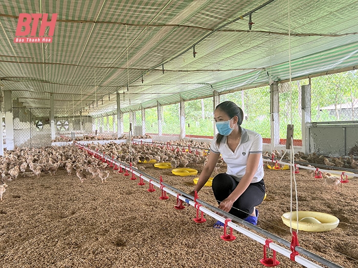 Chăn nuôi vượt khó trong những tháng cuối năm