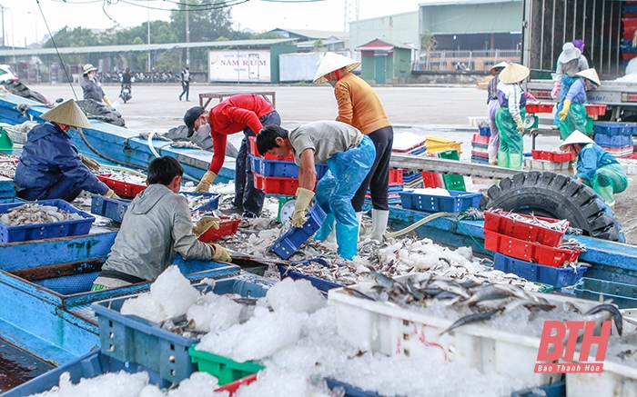 Còn nhiều khó khăn trong xây dựng chuỗi liên kết, bao tiêu sản phẩm thủy sản