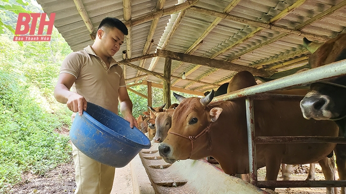 Mường Lát và bài toán “trồng cây gì, nuôi con gì”?