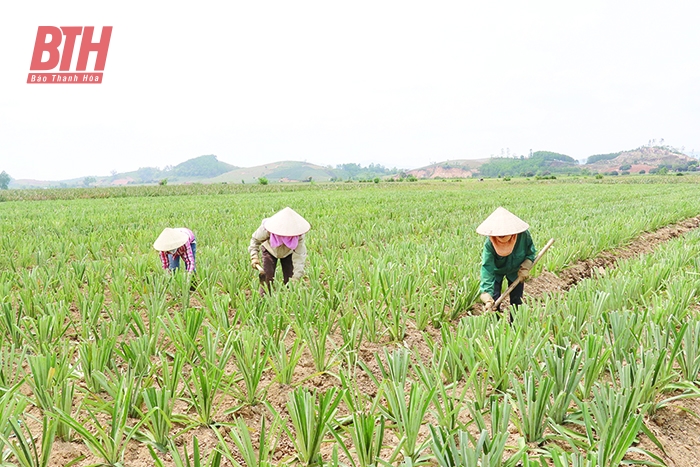 Phát triển các vùng cây trồng thâm canh