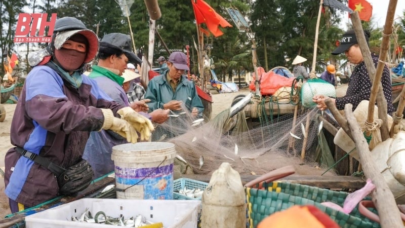 Phấn đấu 100% tàu cá đang hoạt động vùng lộng tham gia tổ đoàn kết sản xuất trên biển