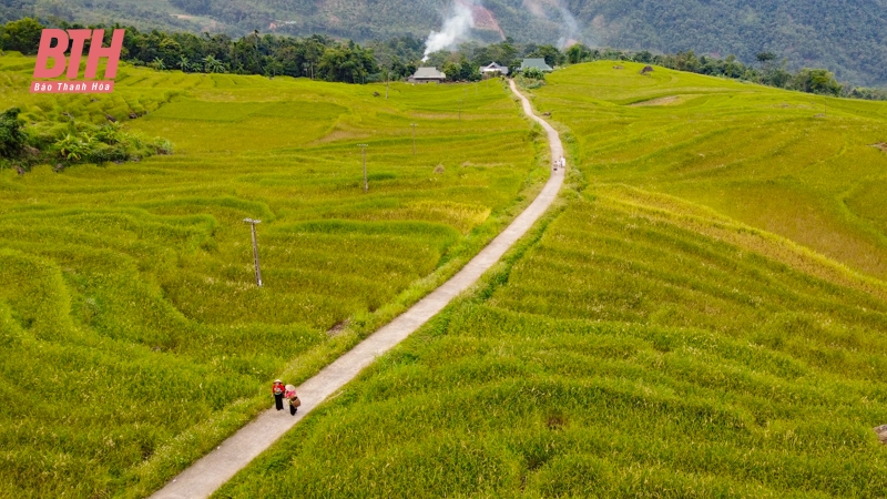 Rực rỡ mùa vàng trên đỉnh Pù Luông