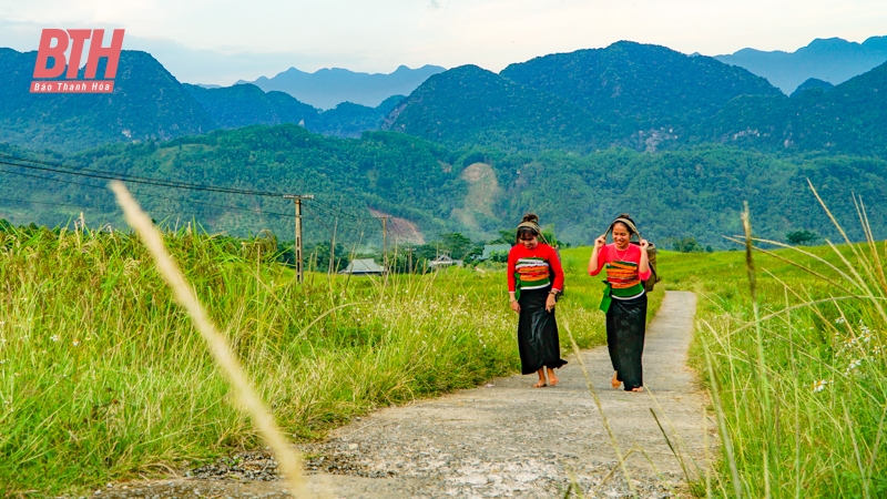 Rực rỡ mùa vàng trên đỉnh Pù Luông