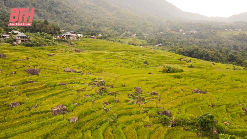 Rực rỡ mùa vàng trên đỉnh Pù Luông