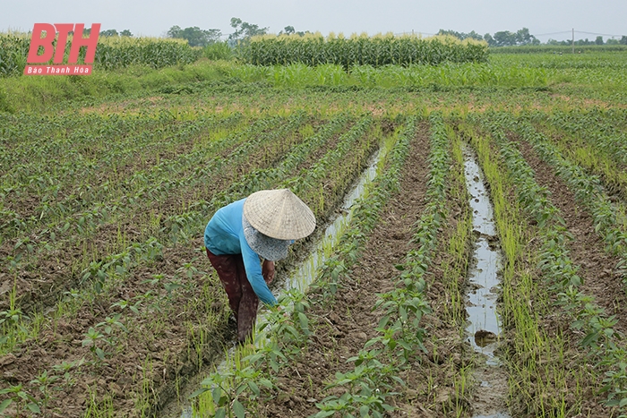 Đa dạng hóa cây trồng vụ đông