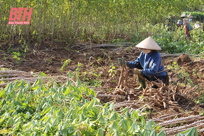 Để cây sắn phát triển bền vững, đáp ứng nhu cầu nguyên liệu chế biến