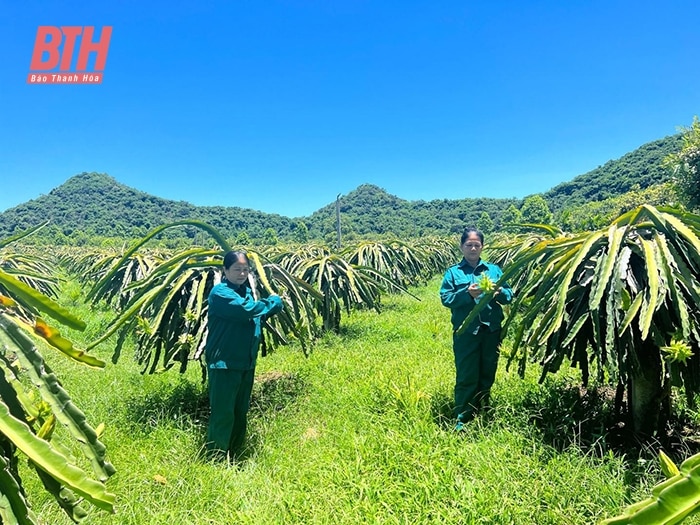 Mở rộng diện tích trồng thanh long ruột đỏ