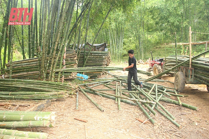 Nghèo giữa vùng tre luồng... lớn nhất Việt Nam (Bài 2): “Vắt kiệt” rừng vàng