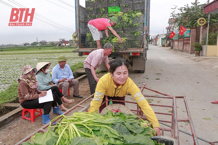 Thu hút doanh nghiệp liên kết cây trồng vụ đông