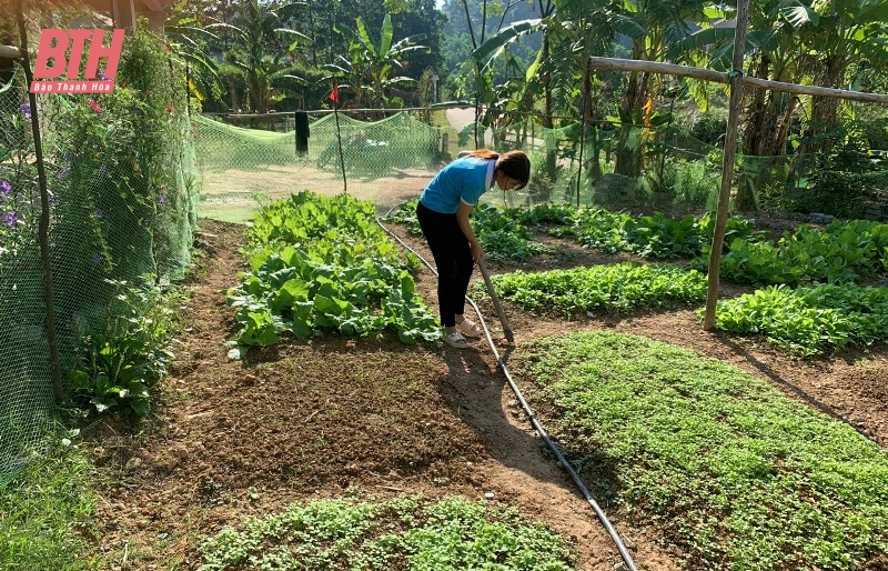 Gần 200 hộ triển khai thực hiện mô hình “vườn rau xanh tại hộ gia đình”