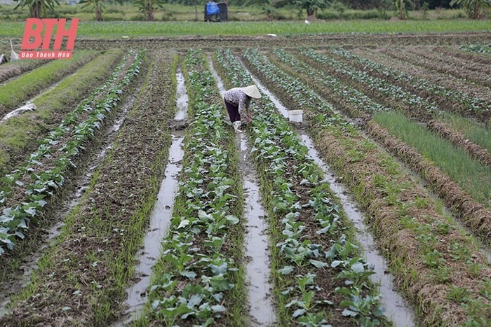 Chủ động chăm sóc, bảo vệ cây trồng vụ đông