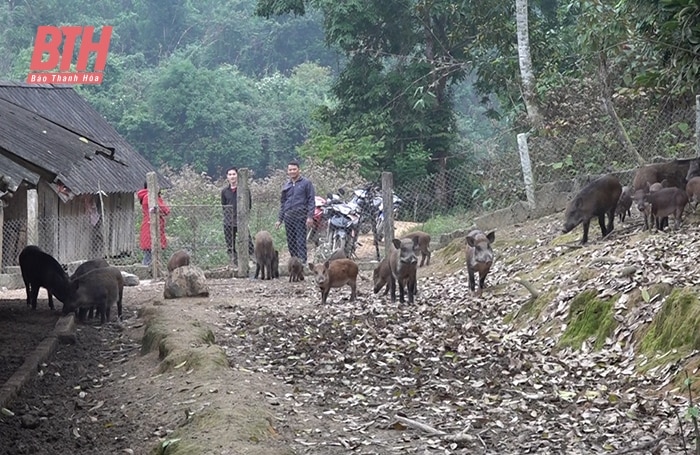 Đảng bộ huyện Như Thanh tập trung lãnh đạo phát triển kinh tế