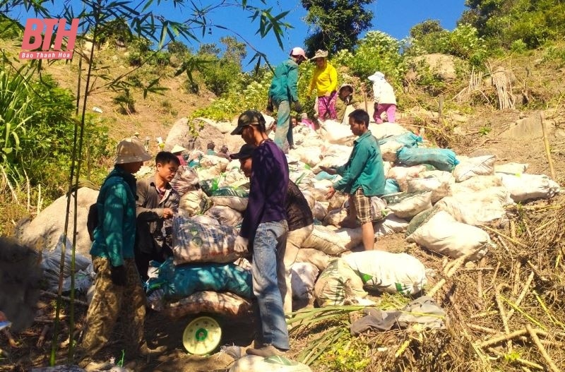 Khi cây sắn ở vùng biên được mùa