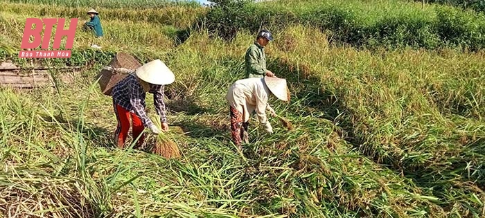 Nếp hạt cau Pù Luông