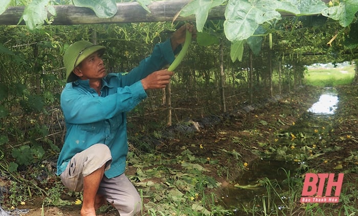 Tăng giá trị trong sản xuất vụ đông