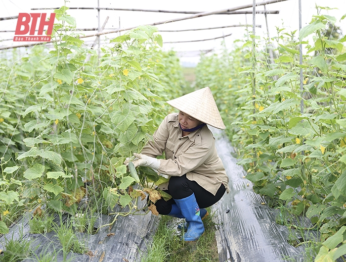 Thúc đẩy liên kết sản xuất và tiêu thụ sản phẩm vụ đông