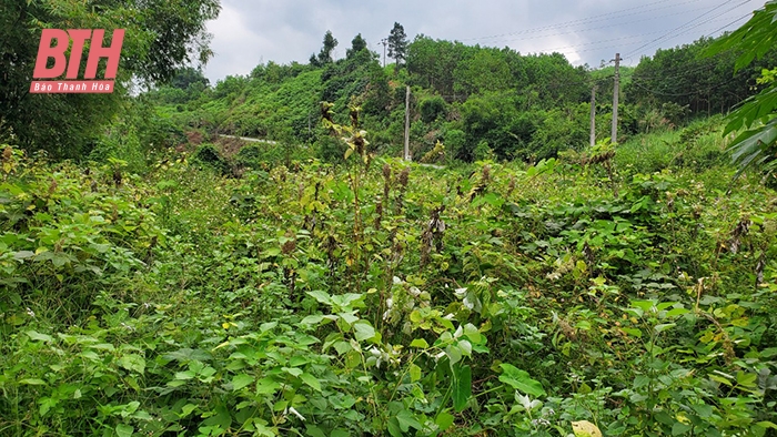 Trăn trở phát triển cây gai xanh