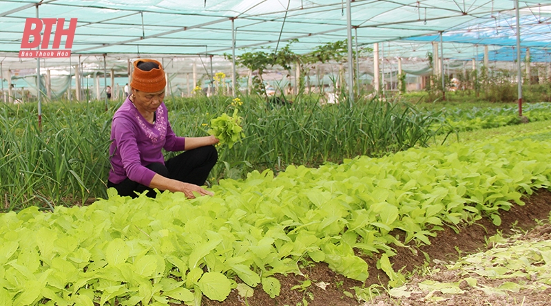 Trên những cánh đồng sản xuất vụ đông ở Nông Cống