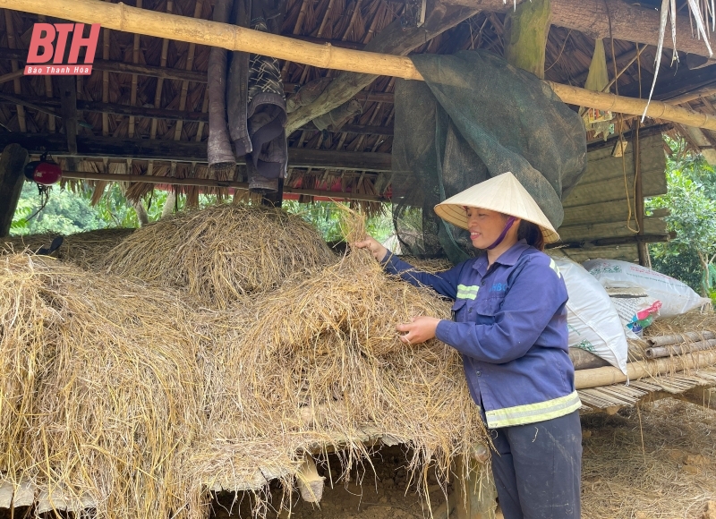 Chủ động phòng, chống rét cho cây trồng, vật nuôi 