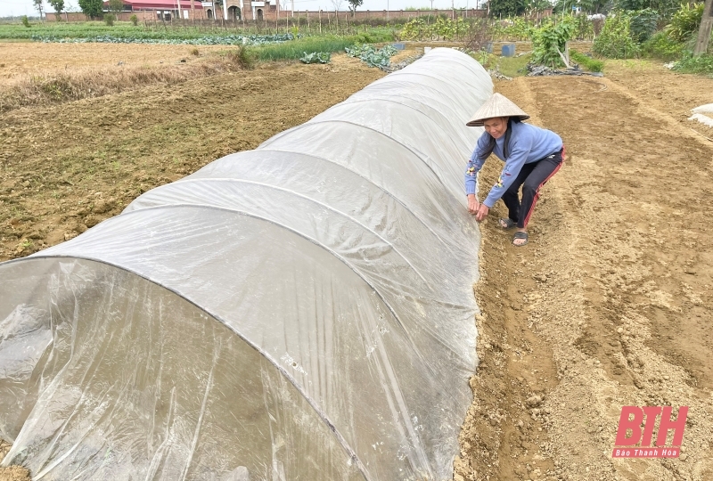 Chủ động phòng, chống rét cho cây trồng, vật nuôi 