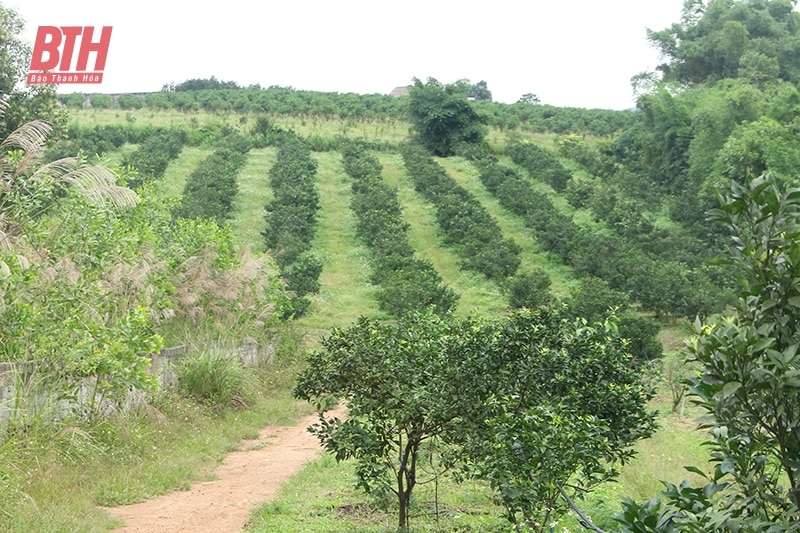 “Hô biến” đồi bưởi thành trại cam trăm tỉ