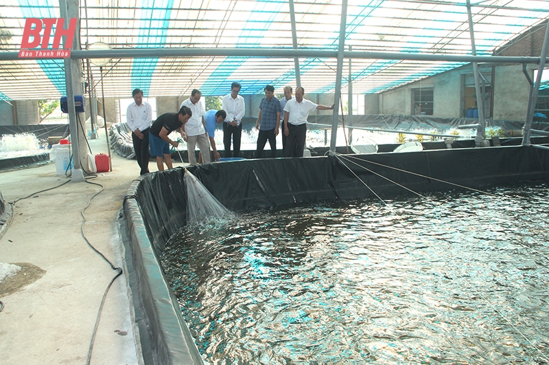 Nuôi tôm “siêu thâm canh” trên bãi lầy sông Cung