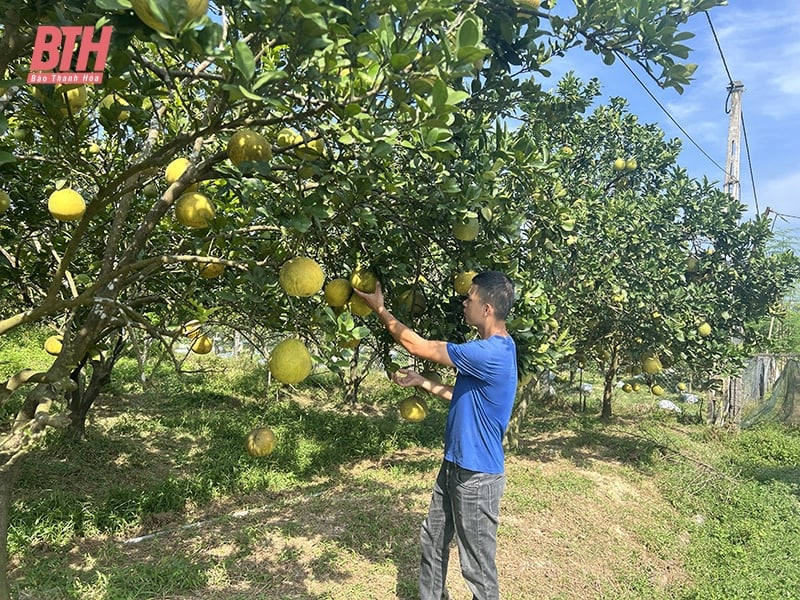 Xây dựng các vùng trồng cây ăn quả bền vững