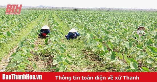 Đẩy mạnh nghiên cứu, chọn tạo và khảo nghiệm giống cây trồng