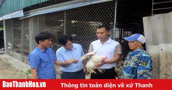 Làm giàu từ nuôi gà đẻ trứng