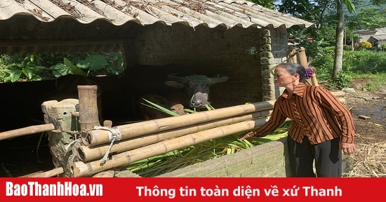 Người chăn nuôi trâu, bò gặp khó