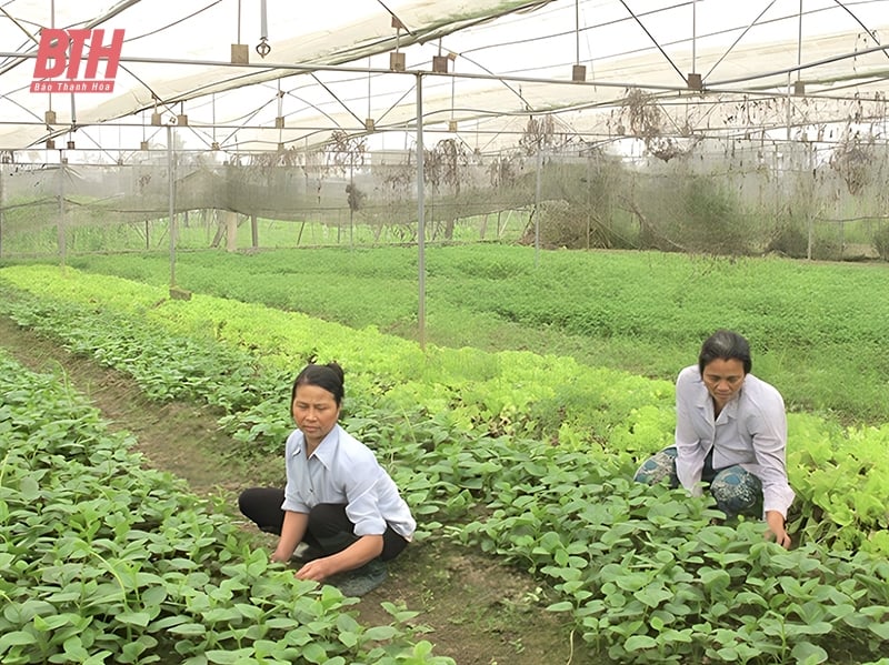 Chủ động nguồn rau, quả an toàn cung ứng dịp Tết Nguyên đán