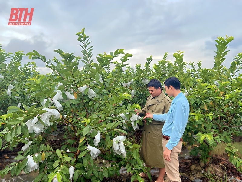 Hà Long phát triển kinh tế, nâng cao thu nhập cho người dân