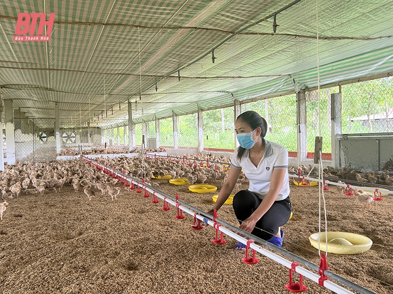 Ngành chăn nuôi vượt khó