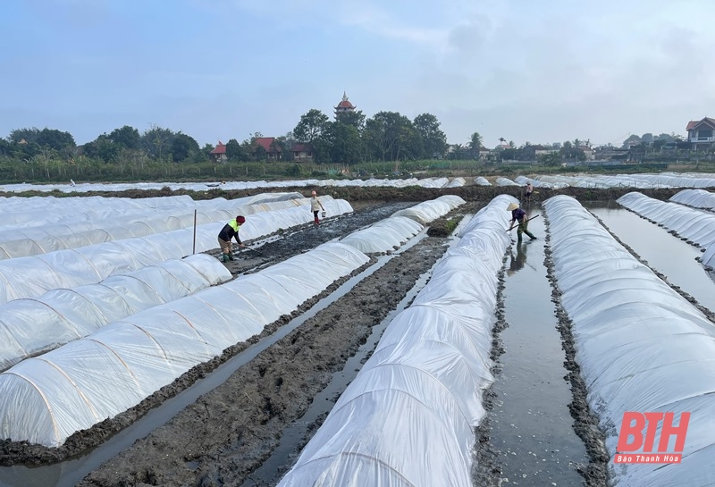 Tập trung chỉ đạo, triển khai thực hiện các giải pháp cấp bách phòng, chống rét đậm, rét hại cho cây trồng, vật nuôi, thủy sản