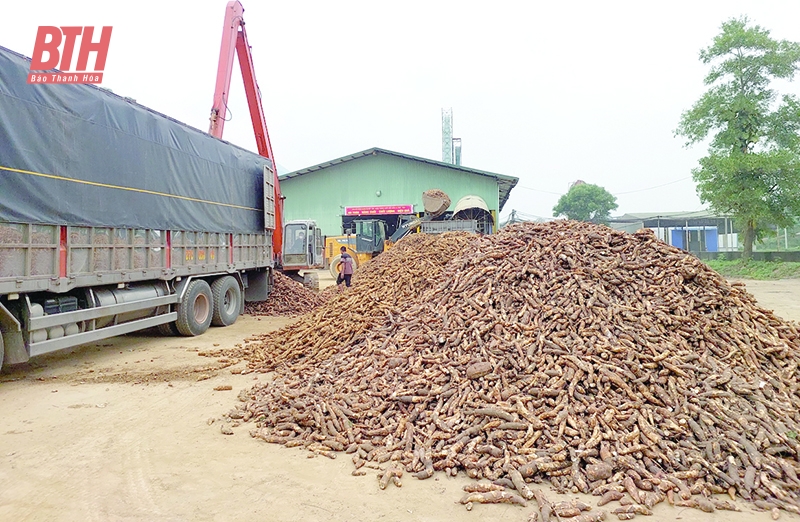 Tập trung thu mua và chế biến nguyên liệu sắn phục vụ xuất khẩu