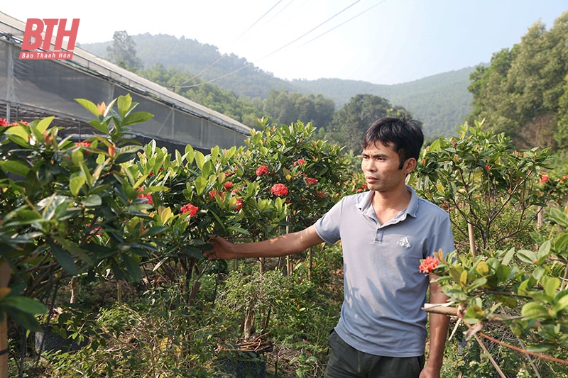 Thị trường hoa, cây cảnh khởi động ngày tết