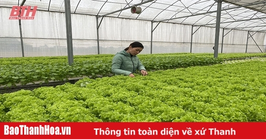 Những vùng chuyên rau sản xuất theo hướng an toàn