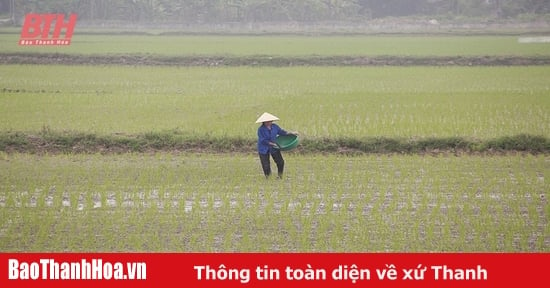 Chăm sóc, bảo vệ lúa xuân