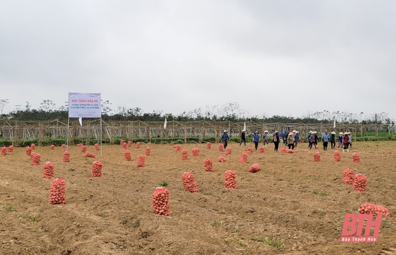 Hội thảo đầu bờ mô hình liên kết sản xuất khoai tây tại Hoằng Hóa