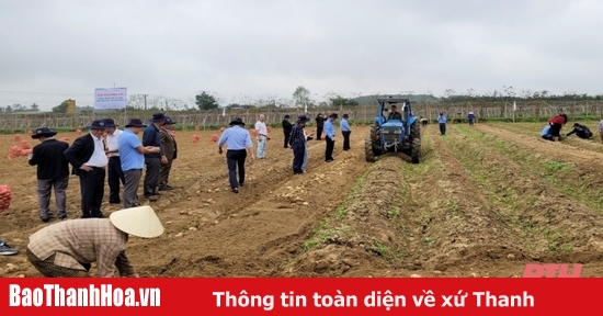 Hội thảo đầu bờ mô hình liên kết sản xuất khoai tây tại Hoằng Hóa