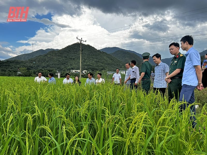 Chương trình Mục tiêu quốc gia phát triển kinh tế - xã hội vùng đồng bào dân tộc thiểu số và miền núi: Phát huy tiềm năng thế mạnh, xây dựng các sản phẩm đặc trưng khu vực miền núi